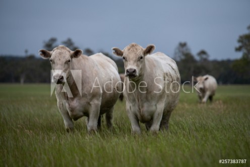 Picture of Beef cattle and cows in Australia